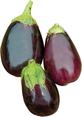 Qualtivate XXX-5A Black Beauty Brinjal Eggplant Seeds Seed(300 per packet)