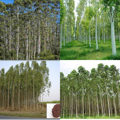 ibains Eucalyptus tree seeds 10 Seed(10 per packet)