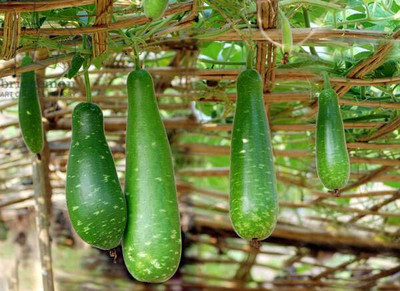 Cloud Farm Bottle Gourd Lauki Lau Clabash Hybrid Seed(75 per packet)