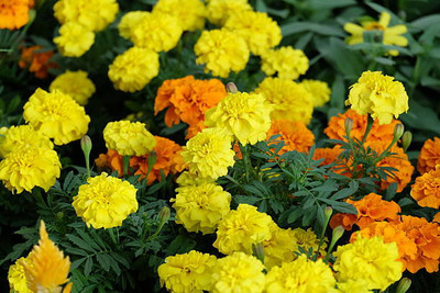 Hybrid maize SEEDS marigold,gende ka phool seeds Seed(22 per packet)
