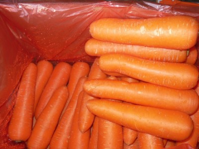 Quentova Orange Carrot Gajar-33C-IACR Seed(250 per packet)