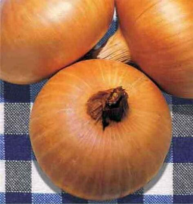CYBEXIS Fast Germination Onion Seeds1000 Seeds Seed(1000 per packet)
