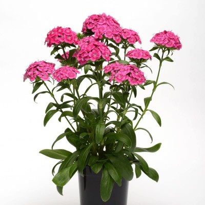 Lorvox Dianthus Barbarini Red Flower Seed(140 per packet)