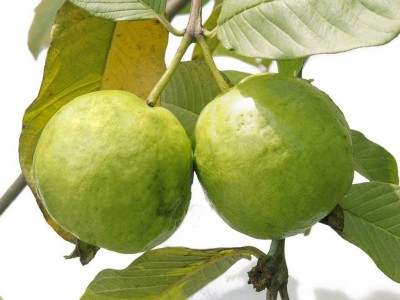 XOLDA Organic guava Seed(26 per packet)