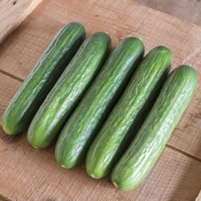 KANAYA Cucumber Seed(20 per packet)