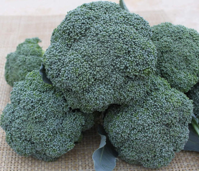 WILLVINE GOI -V BROCCOLI F1 HYBRID SEEDS [2.5g] Seed(750 per packet)