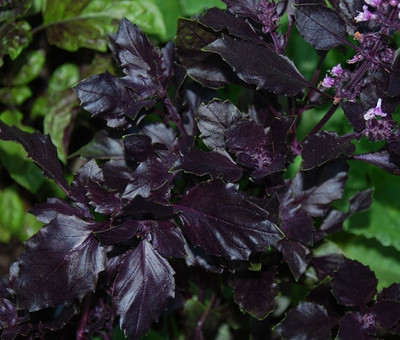 Qualtivate NDIR-19 Ocimum basilicum - Amethyst Basil Seed(1000 per packet)