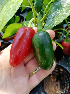 abiswas Kanthari Chilli (Bird Eye Chilli, Kanthari Mulaku) Green, Red Pack of 170 Seed(2 g)
