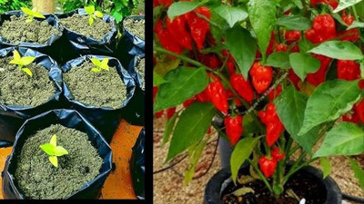 ibains Chilli plant seeds Seed(340 per packet)