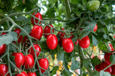 rmd tomato Seed(55 per packet)