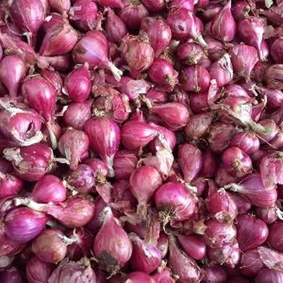 KNESSiN Red Onion Allium Cepa Seed(200 per packet)