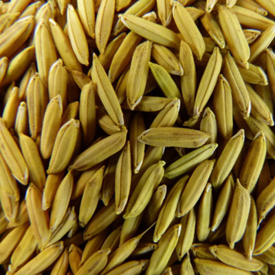 SeeGreen Rice Paddy Seeds, Miniket Paddy For Puja, Germination Paddy Seed(2000 per packet)