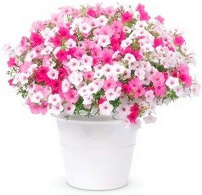 VibeX HUA-99 - Petunia Flower for Planting Mixed Colour - (540 Seeds) Seed(540 per packet)