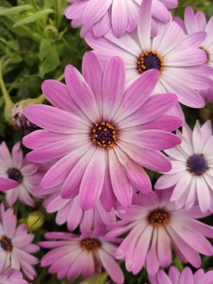 Lorvox African Daisy – Dimorphotheca Mixed Color Flower Seed(30 per packet)