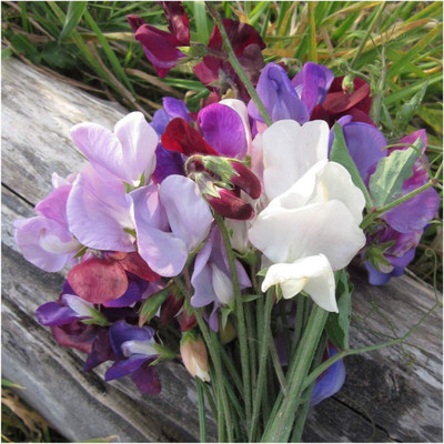CYBEXIS LX-30 - Old Spice Sweet Pea - (100 Seeds) Seed(100 per packet)