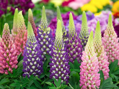 Quentova Russell Lupine Wildflower-VOX-11F Seed(75 per packet)