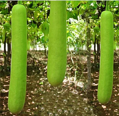CEZIUS BOTTLE GOURD / LAUKI K BEEJ Bottle Gourad Seeds Seed(60 per packet)