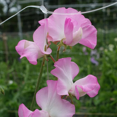 LASMA Sweet Pea Gwendoline Seed(20 per packet)