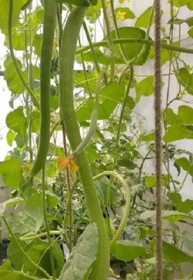 CYBEXIS LXI-73 - Hybrid F1 Long Melon - (150 Seeds) Seed(150 per packet)