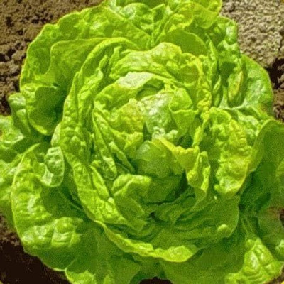 KNESSiN Green Lettuce Seed(500 per packet)