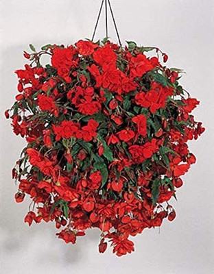VibeX NBIR-42 - Begonia Illumination Series Orange Annual - (270 Seeds) Seed(270 per packet)