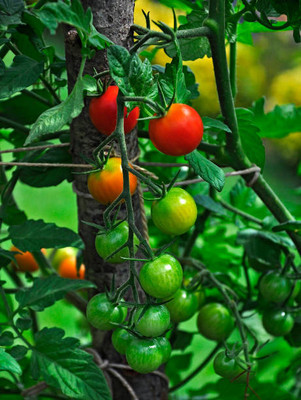 EKAKSHAR tomato Seed(85 per packet)