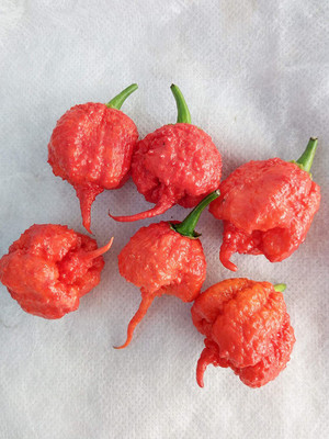 CYBEXIS Seeds Chilli-Carolina Reaper2400 Seeds Seed(2400 per packet)