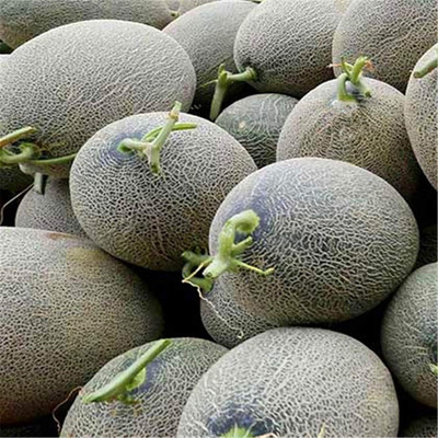 KNESSiN Musk Melon Seed(200 per packet)