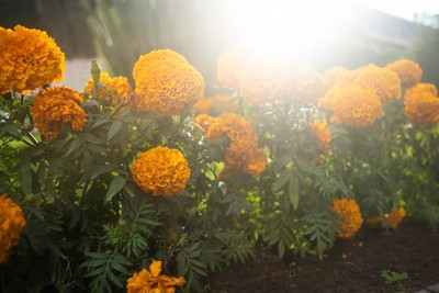 Kilson marigold,gende ka phool seeds Seed(20 per packet)