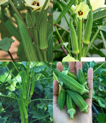 ibains Bhindi seeds hybrid beez 32 Seed(32 per packet)