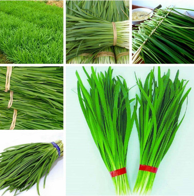 VibeX XLL-1 - Chinese Chive for Planting - (750 Seeds) Seed(750 per packet)