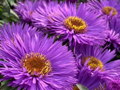 kranti farms aster Seed(30 per packet)