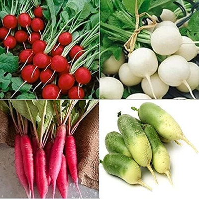 Qualtivate GBPT-3A Radish (Multi) 4 Varieties Seeds Seed(300 per packet)