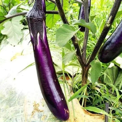 KNESSiN Brinjal Long Purple Seed(1250 per packet)