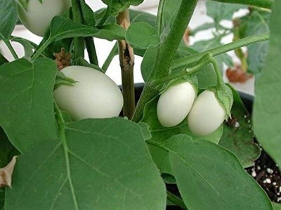 CYBEXIS White Brinjal Eggplant Seeds - Solanum melongena2400 Seeds Seed(2400 per packet)