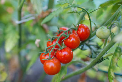 salven tomato Seed(85 per packet)