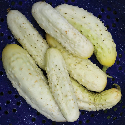 Qualtivate HUA-8A White Cucumber Pickling Seed(300 per packet)