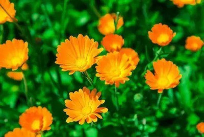 Aro Calendula Seed(11 per packet)