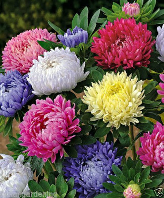 Beej Wala Aster, Aster Double Mixed Flower Seeds 20 Seed(1 per packet)