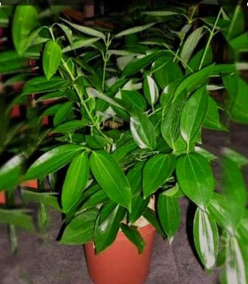 SHYAM Tej pataPlant. Seed(1 per packet)