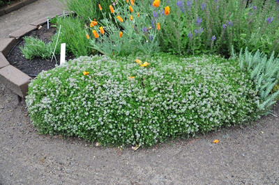 CYBEXIS GBPUT-78 - Common Thyme Garden Thyme - (150 Seeds) Seed(150 per packet)
