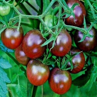 CYBEXIS Seeds of Tomato Black Cherry2000 Seeds Seed(2000 per packet)