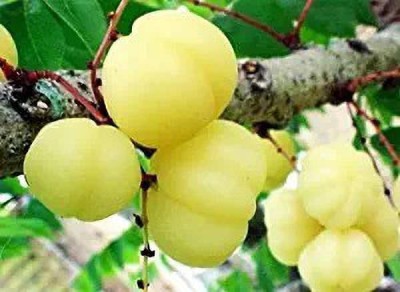 MAA Gooseberry, Amla Seed(28 per packet)