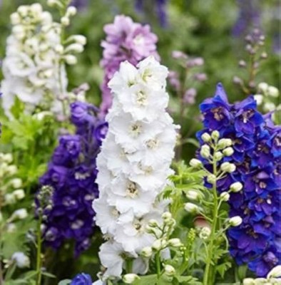 Infintegreen Larkspur Flower Seed(100 per packet)