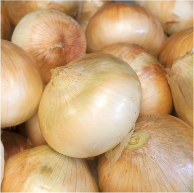 CYBEXIS VVI-89 - Walla Walla Onion (Allium cepa) - (4500 Seeds) Seed(4500 per packet)