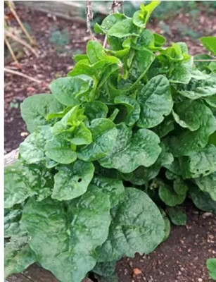 Aro Malabar Spinach, Malabar Seed(110 per packet)