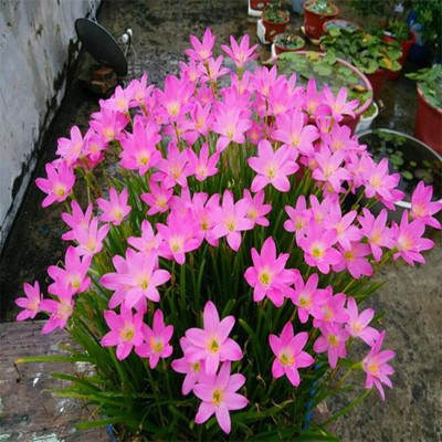 CYBEXIS XL-29 - Zephyranthes 'Pink Lady' - (540 Seeds) Seed(540 per packet)