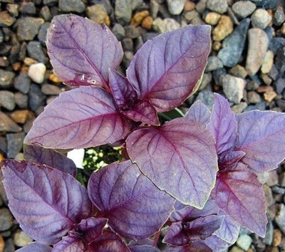 Quentova BASIL RED Ocimum basilicum purpurascens-PAUS Seed(300 per packet)