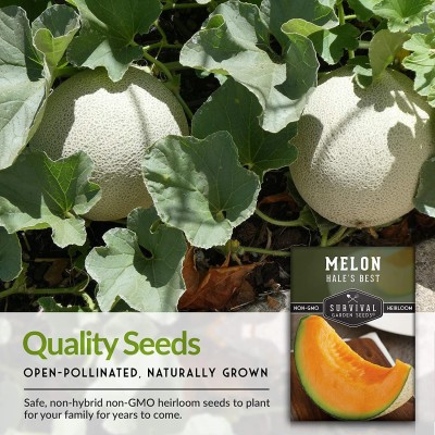 CYBEXIS PAU-62 - Hybrid Best Musk Melon - (150 Seeds) Seed(150 per packet)