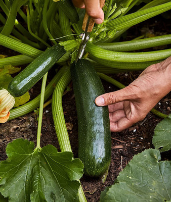VibeX LXI-39 - Fordhook Zucchini Summer Squash - (75 Seeds) Seed(75 per packet)